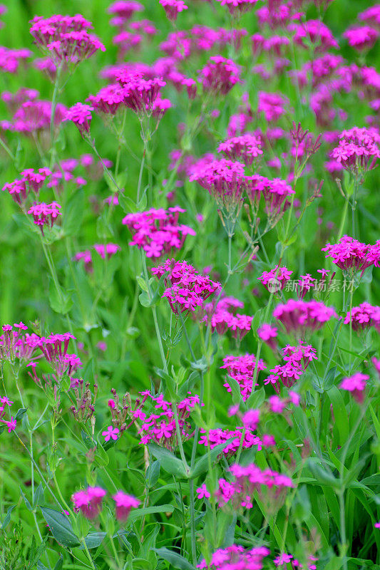 Silene armeria /甜美的William Catchfly:花